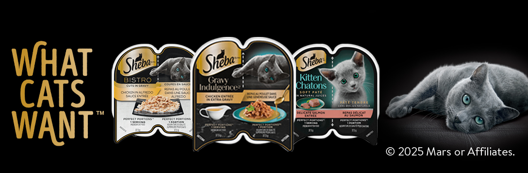 Monitor Batteria EQUUS 3721 - Controllo Tensione 12V, Display LCD, Per Accendisigari Auto - Foto 7